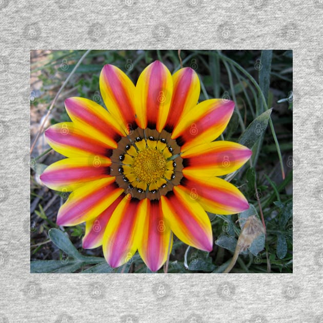 Gazania 4 by Heatherian